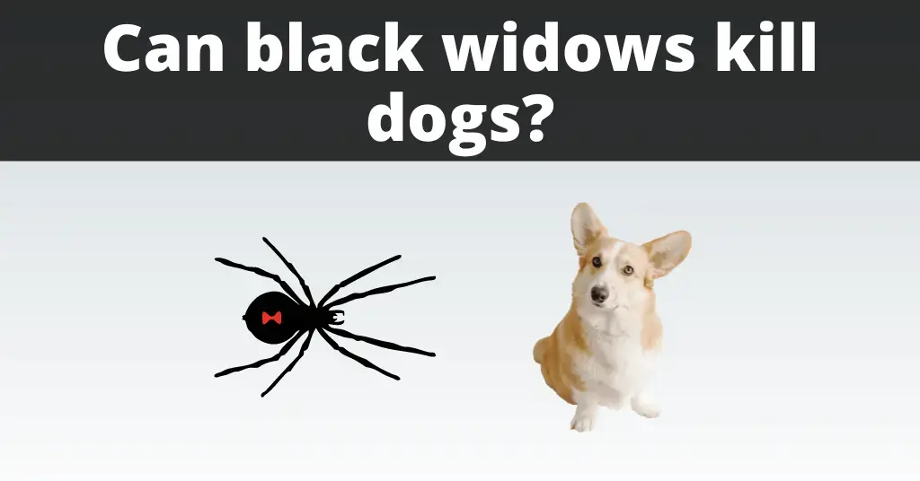 Can A Black Widow Kill A Dog