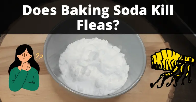 does-baking-soda-and-salt-kill-fleas-in-carpet-www