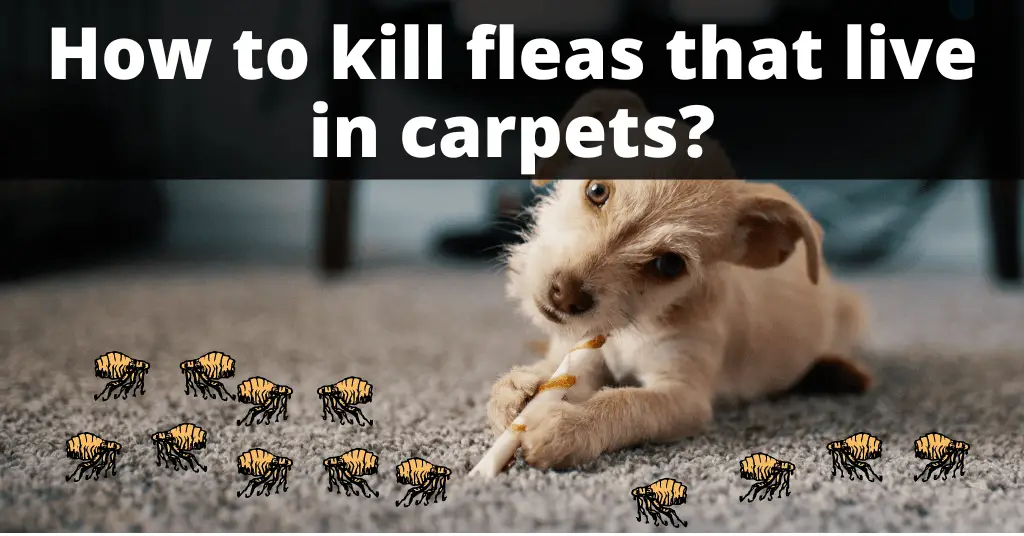 can-you-use-baking-soda-on-carpet-to-kill-fleas-dogs-www